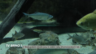 V Biskupském dvoře jsou k vidění ryby jihomoravských řek