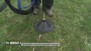 Brněnským stromům pomůže hydrogel