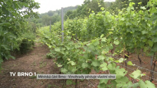 Městská část Brno - Vinohrady pěstuje vlastní víno