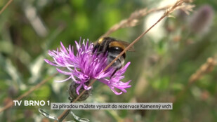 Za přírodou vyrazíte do rezervace Kamenný vrch