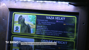 V Zoo Brno odchovali papouščí trojčata