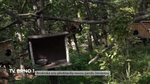 Brněnská ZOO představila novou pandu červenou