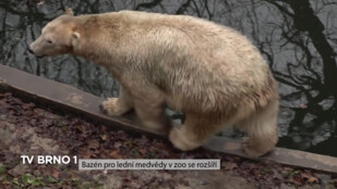 Bazén pro lední medvědy v ZOO se rozšíří