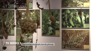 Šlapanické muzeum zve do přírody