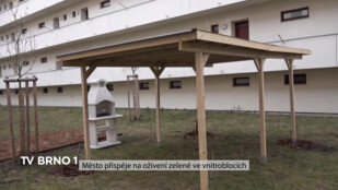 Město přispěje na oživení zeleně ve vnitroblocích