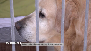 Počet zvířat v brněnském útulku se zmenšuje