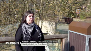 Nové přírůstky v Zoo Brno