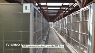 Odchycená zvířata končí v útulku MP Brno