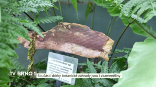 Součástí sbírky botanické zahrady jsou i zkameněliny