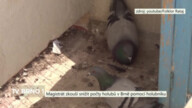 Magistrát zkouší snížit počty holubů v Brně pomocí holubníku
