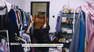 Kočičí blešák pomáhá opuštěným tlapkám