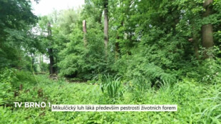 Mikulčický luh láká předvším pestrostí životních forem