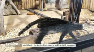Návštěvníci brněnské Zoo mohou vidět mládě margaye