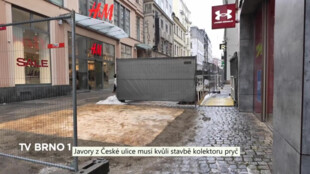 Javory na České musí být kvůli stavbě kolektoru pokáceny