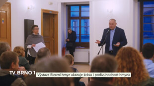 Výstava Bizarní hmyz ukazuje krásu i podivuhodnost hmyzu