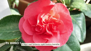 Na zámku Rájec nad Svitavou opět kvetou kamélie