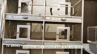 Jinačovickou záchrannou stanicí ročně projde na tisíc zvířat
