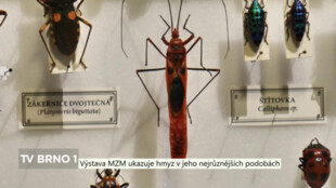 Výstava MZM ukazuje hmyz v jeho nejrůznějších podobách