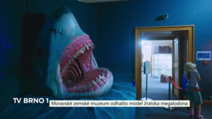Moravské zemské muzeum odhalilo model žraloka Megalodona