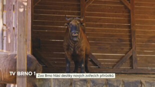 Zoo Brno hlásí desítky nových zvířecích přírůstků