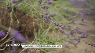 Levandulové moře blízko Brna stále voní