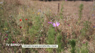 Zahradní terapie pomáhá tělu i mysli