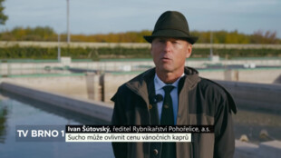 Sucho může ovlivnit cenu vánočních kaprů