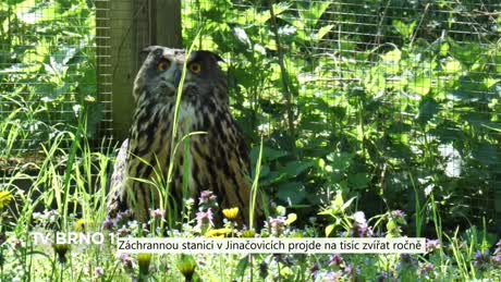 Zprávy